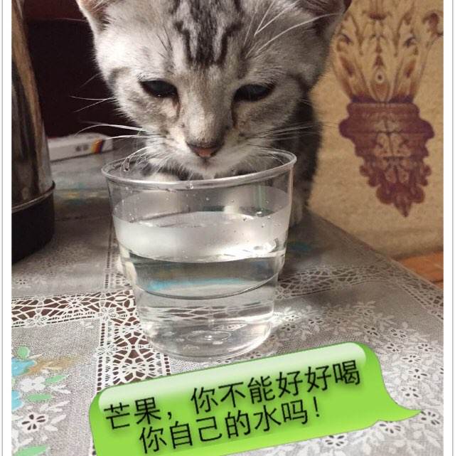 邢台高中毕业证书